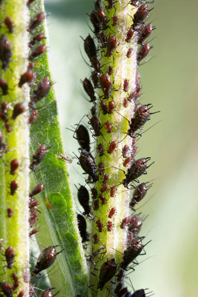 많은 검은 진딧물 또는 검은 콩 진딧물 - 식물의 줄기에 빠는 aphis fabae. - black bean aphid 뉴스 사진 이미지