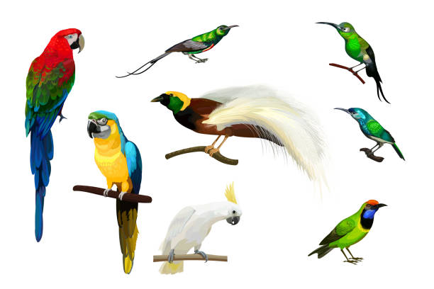 istock Set of parrots,hummingbirds and big paradise bird 1225233291