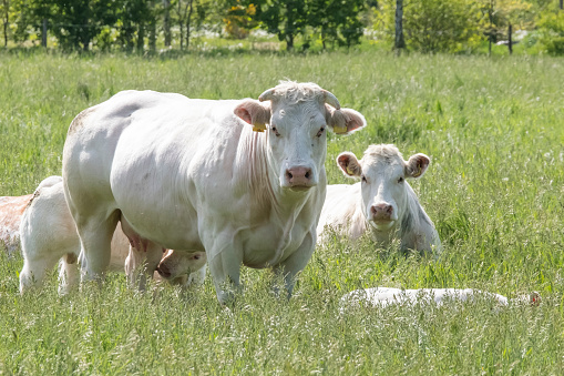 Close-up of cows in summer