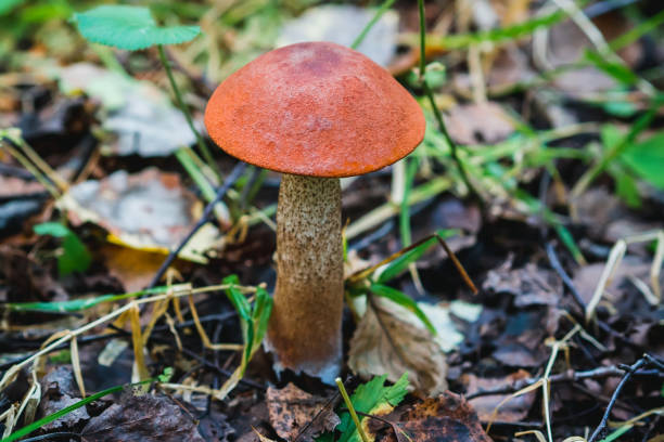 istock aspen growing among the grass and leaves in the forest 1225236864