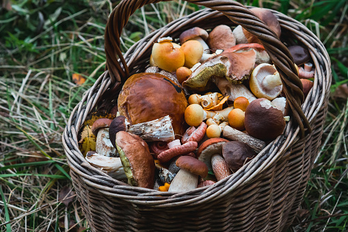 Brown wicker  basket full of yellow boletes (Hemileccinum subglabripes), birch boletes (Leccinum scabrum) and  orange-capped boletes (Leccinum aurantiacum) is on the forest ground in green grass.