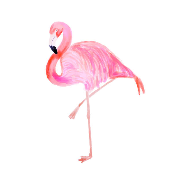aquarell rosa flamingo portrait, seitenansicht. tropische exotische vogel hintergrund, tropischen sommer konzept, design-element. - feather white macro bird stock-grafiken, -clipart, -cartoons und -symbole