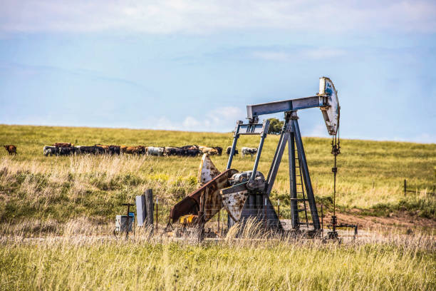 Working pump jack on oil or gas well out in pasture with a herd of cows in the background - selective focus on well stock photo