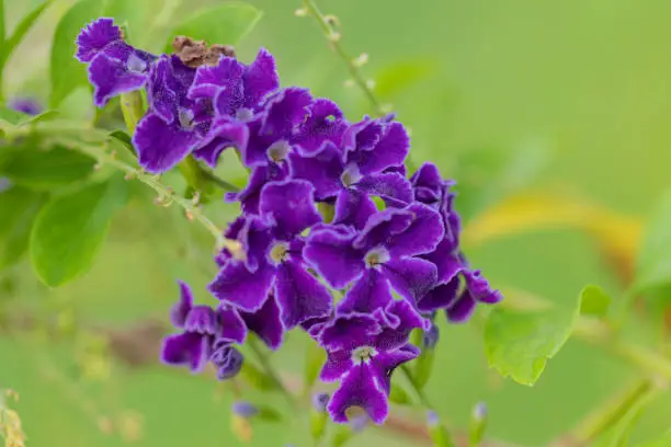 Close up Golden dewdrop,pigeon berry or skyflower  in green background.(Duranta erecta) Beautiful purple flower blossom.