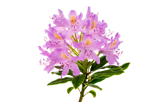 Rhododendron blossom - white background