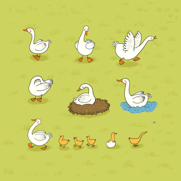 Cartoon Character Goose Illustrations, Royalty-Free Vector Graphics & Clip  Art - iStock