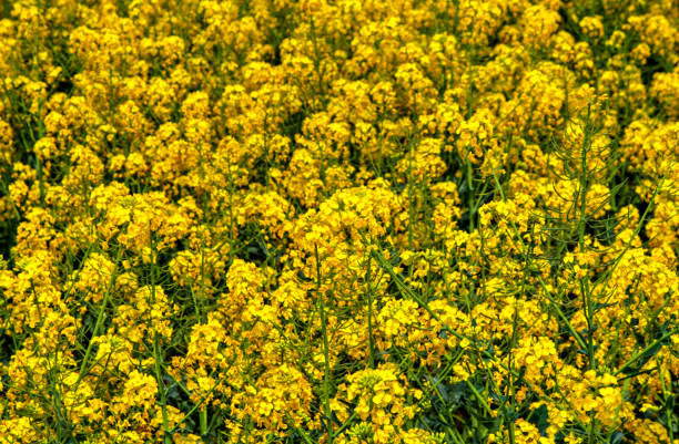 istock Beautiful background of fresh spring flowers 1225240778