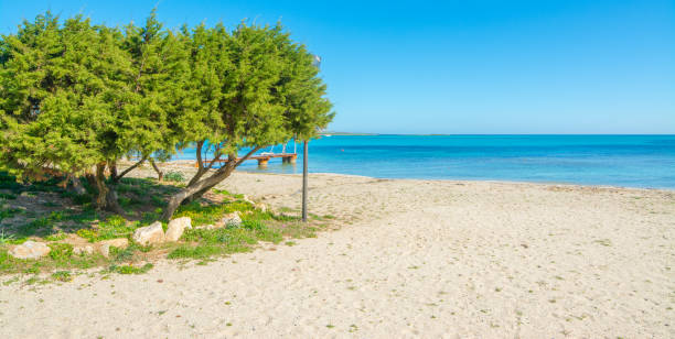 istock Pine tree by the sea in Stintino shore 1225241313