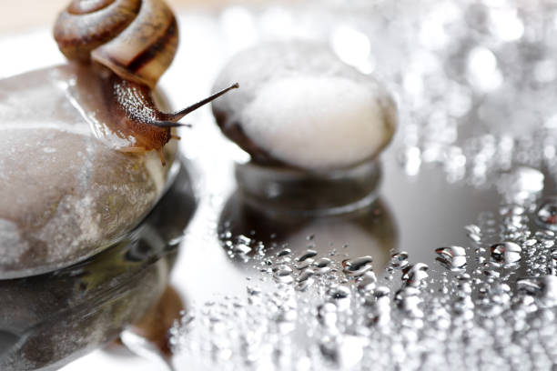 istock Forest wild snail sits on a large pebble and looks in water mirror 1225242820