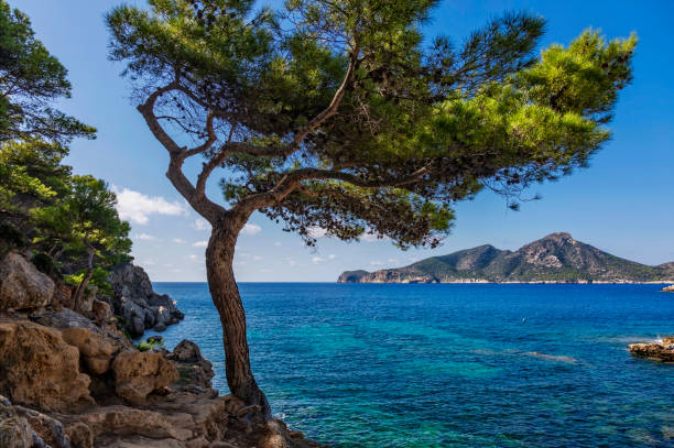 istock Trees on the slope of mountain 1225244129
