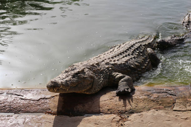 istock Crocodiles bask in the sun. Crocodiles in the pond. 1225245266