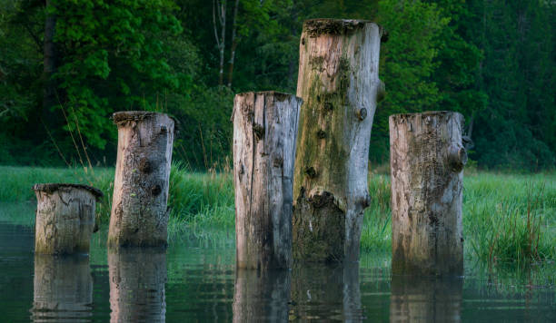 istock Old Dock Remnants Along Mud Bay And McLain Creek, Olympia Washington 1225245337