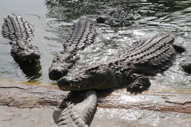istock One crocodile showing teeth. Open jaws crocodile. 1225245509
