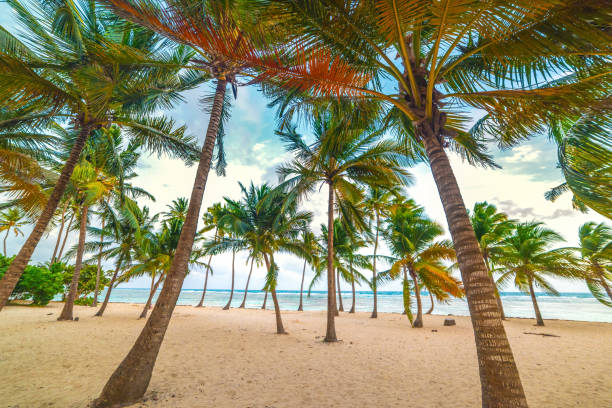 istock Palm trees in Bois Jolan beach at sunset 1225247756