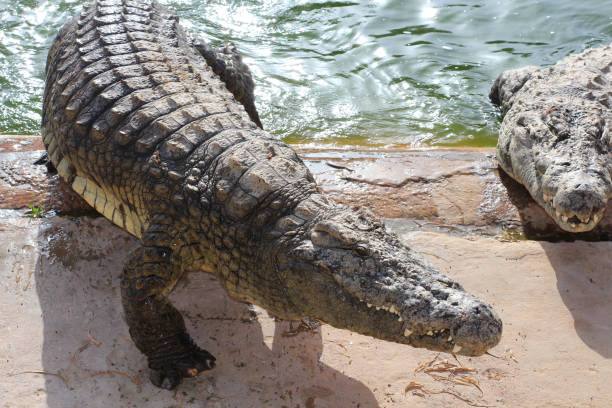 istock Crocodiles bask in the sun. Crocodiles in the pond. 1225249334