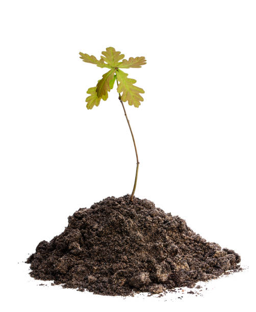 istock Baby oak tree plant in soil isolated on white 1225250893