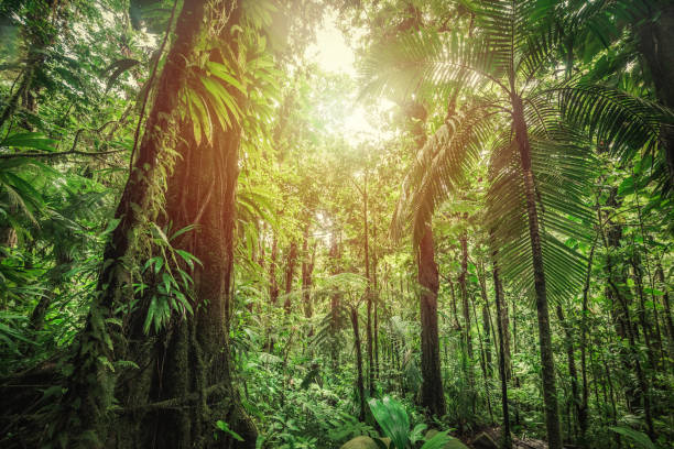 istock Thick vegetation in Basse Terre jungle 1225250908