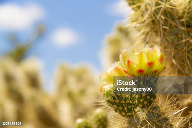Side Lite View Of The Flower Of The Cholla Cactus In The Sonoran Desert Stock Photo - Download Image Now