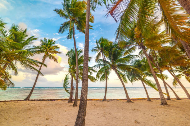 istock Coconut palm trees in Bois Jolan beach at sunset 1225254027