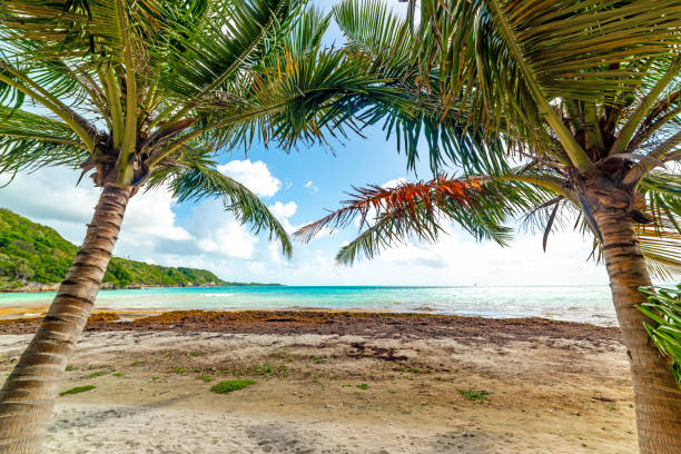 istock Palm trees in Pointe de la Saline beach in Guadeloupe 1225254059