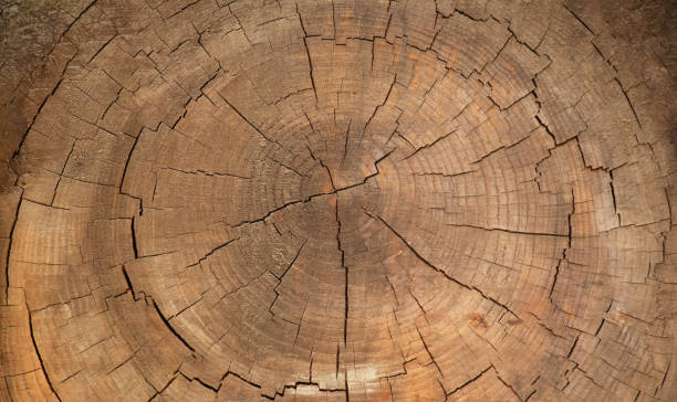 The Cracks and Concentric Circles Inside a Tree Trunk, Natural Pattern, 5K Overhead close up of the inside of a big tree bark after cutting it revealing the cracks and concentric circles that are developed over time, 5K natural pattern pattern nature rock stock pictures, royalty-free photos & images