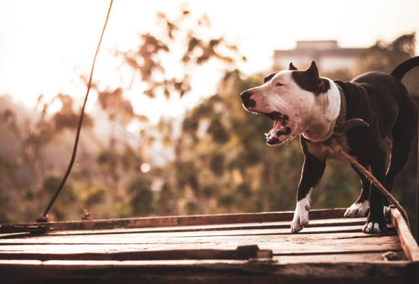 the roar of a pitbull, 5k - late afternoon imagens e fotografias de stock