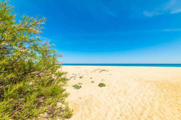 istock Blue sky over Cala Sinzias in Sardinia 1225254379