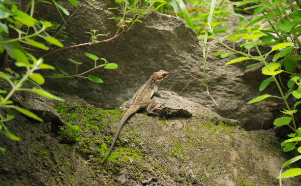 istock A Brown Mountain Lizard Sits on a Rock Among Leaves, Relaxes, 5K 1225254419