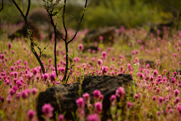 close up of a field of purple owl’s clover, a small tree and a rock with a very limited depth of focus in the sonoran desert - owl clover imagens e fotografias de stock