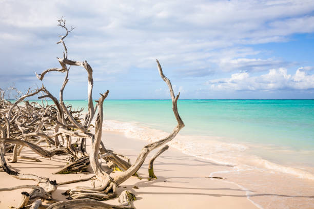 drijfhout op strand, cuba - drijfhout stockfoto's en -beelden