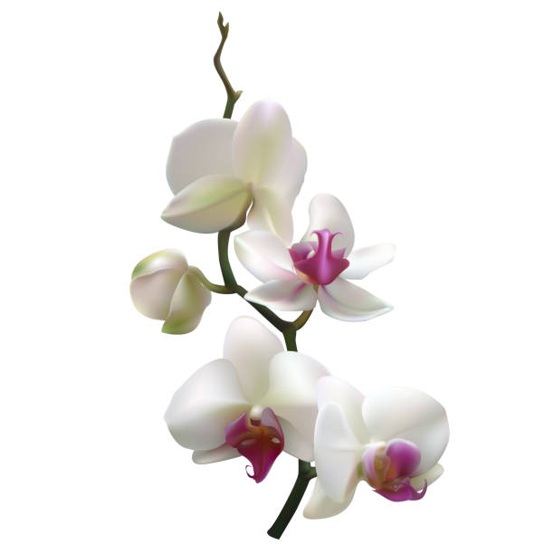 ilustraciones, imágenes clip art, dibujos animados e iconos de stock de orquídeas blancas. flores tropicales. fondo tropical. pétalos. fondo floral. aislado. - moth orchid