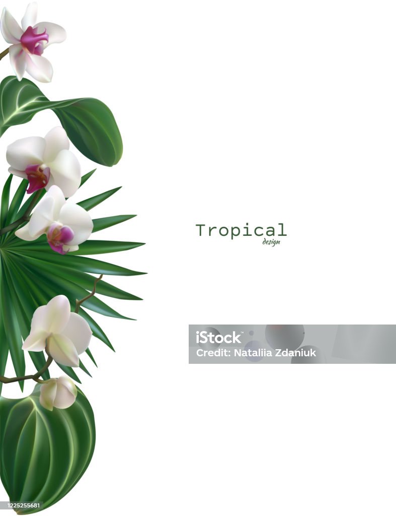 Hoa Lan Trắng Hoa Nền Nhiệt Đới Cánh Hoa Nền Hoa Lá Cọ Hình minh ...