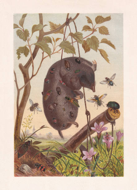 Carrion insects on a dead mole, chromolithograph, published in 1884 Carrion insects on a dead mole. Chromolithograph, published in 1884. mole animal stock illustrations