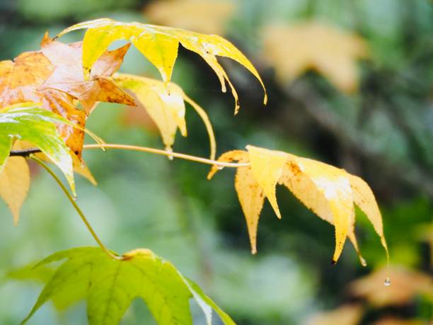 istock Autum Leaves on a Rainy Day 1225258089