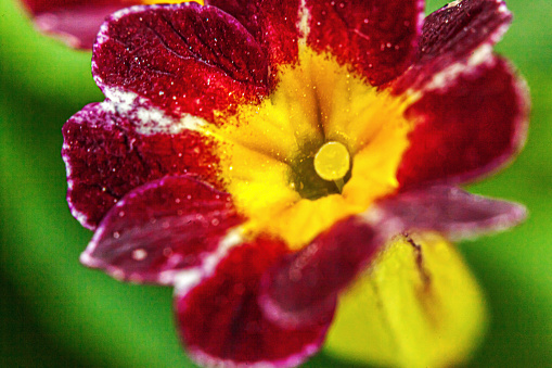 Beautiful wild Primrose Primula blossom flowers in spring time. Close up macro red flowers, selective focus, blurred bokeh background. Inspirational natural floral blooming summer garden or park