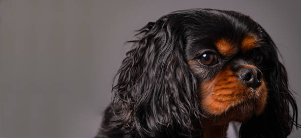 istock Sad dog glances at the camera. Extreme close up. 1225258131