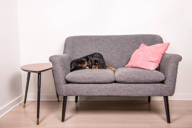 dog relaxes on a gray sofa, curled up comfortably.