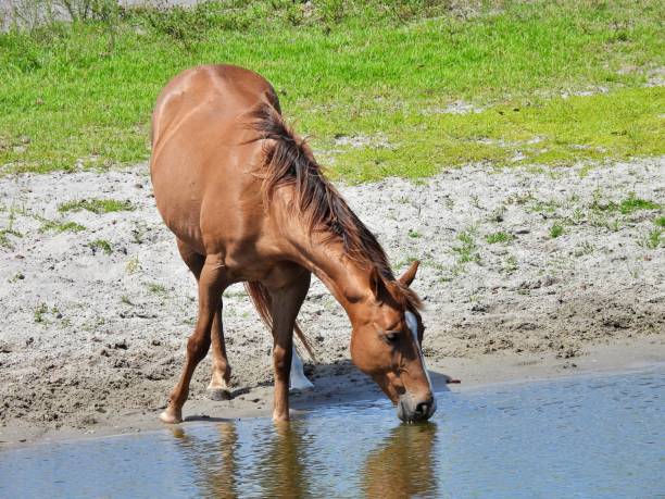 istock Horse (Equus ferus caballus) drinking water from a Florida pond 1225258948