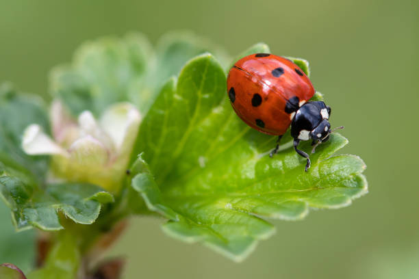 coccinella a sette punti (coccinella septempunctata) - ladybug grass leaf close up foto e immagini stock