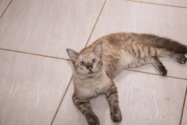istock Portrait of blue eyes funny cat. 1225259050