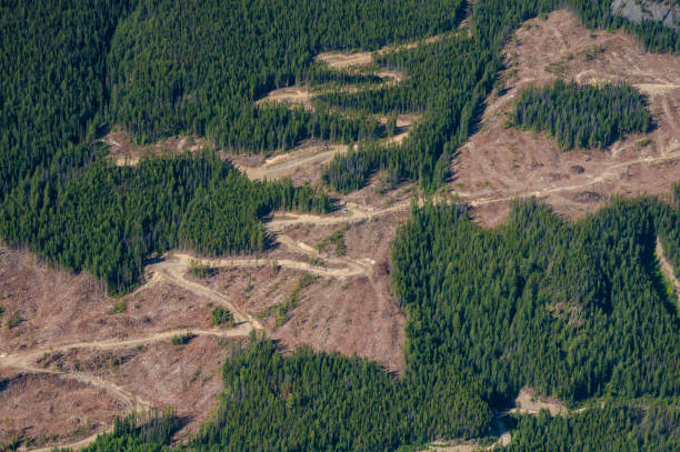 deforestation through logging - logging road imagens e fotografias de stock