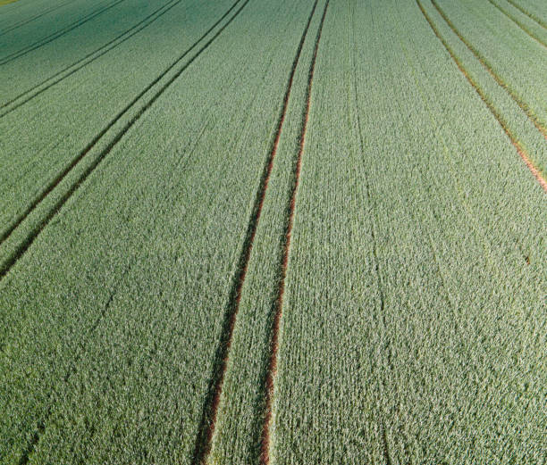 istock Agricultural fields from above - wonderful nature 1225259886