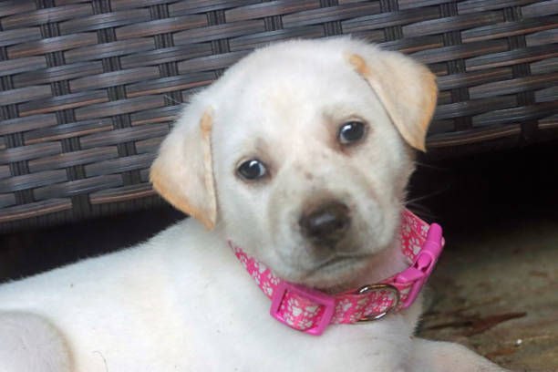 istock Young white Labrador puppy with pink collar 1225260900