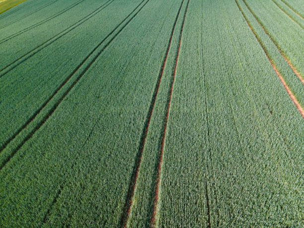 istock Agricultural fields from above - wonderful nature 1225261137