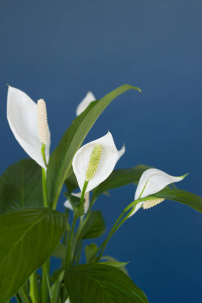 istock beautiful white flower on blue background. green leaves 1225261229