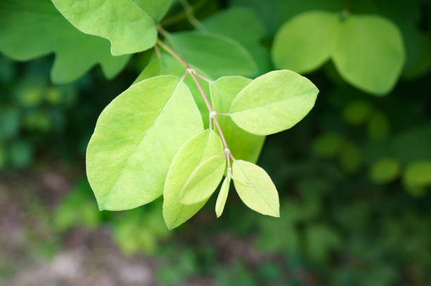 istock Symphoricarpos Albus green leaves. 1225262187