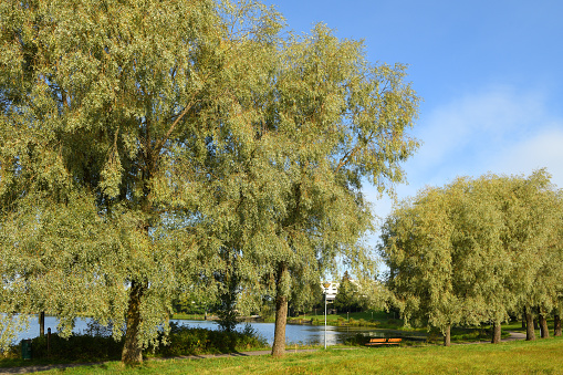 Park on picturesque lake shore in Hameenlinna, Finland