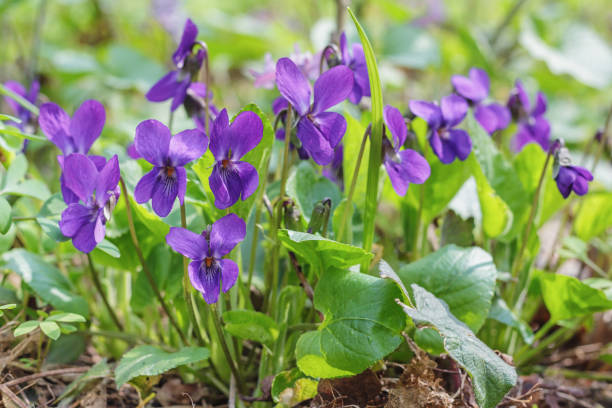 istock Violet violets flowers bloom in the spring forest 1225264370