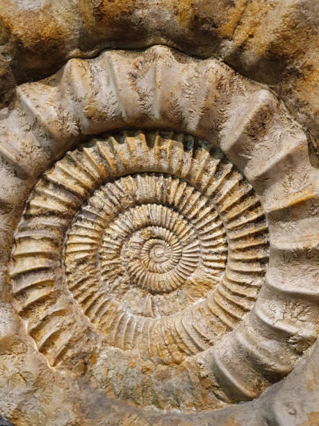 istock The surface of the stone. Snail shell fossil. 1225264383