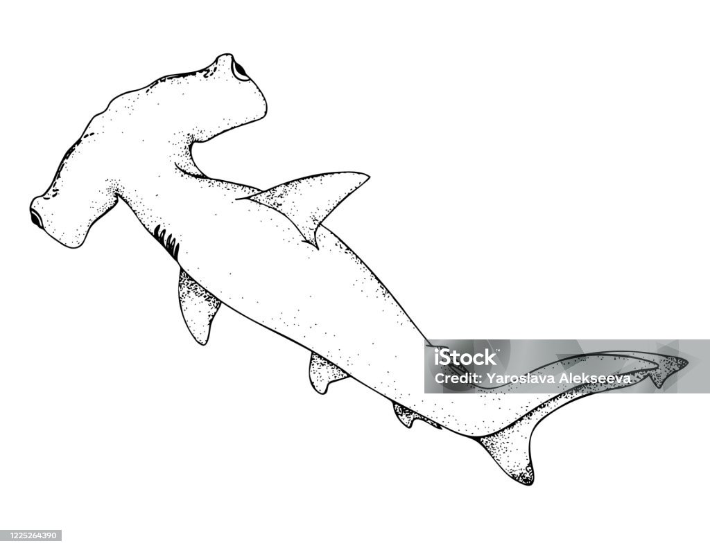 Cá Mập Đầu Búa Hình Ảnh Vẽ Tay Màu Đen Phác Thảo Hình Ảnh Vector ...